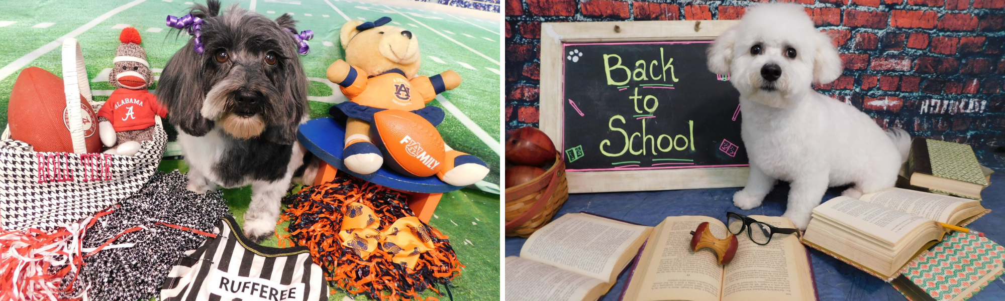 Football & Back to School Pet Photos